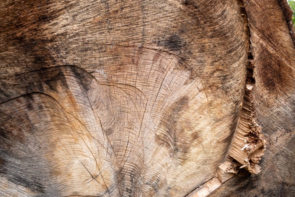 Gros plan sur la coupe d'un tronc d'arbre abattu, révélant les anneaux de croissance, la texture rugueuse du bois et une profonde fissure naturelle.